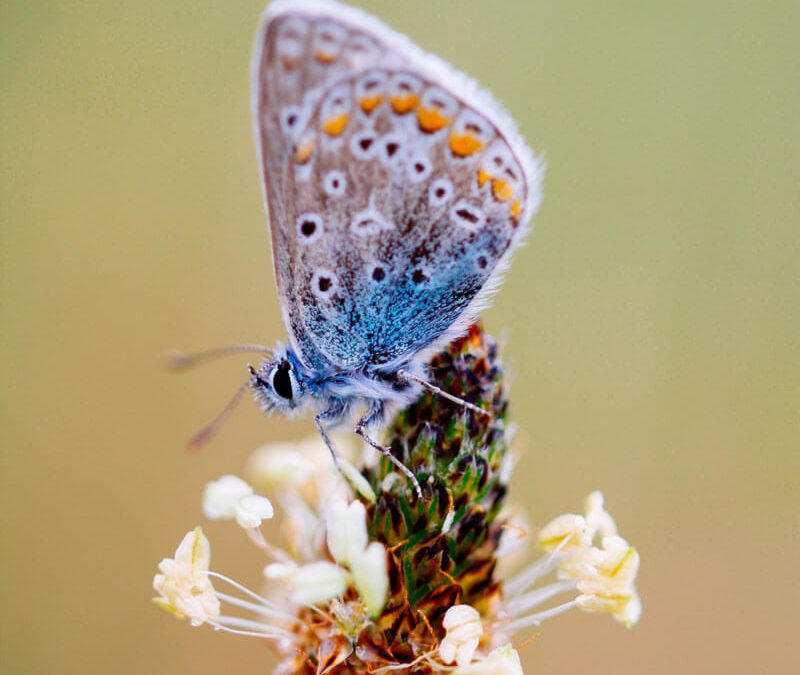 Naturari begiradak – Ainara Garcia