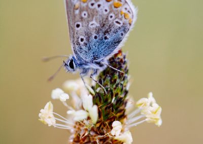 Ainara Garcia - Naturari begiradak